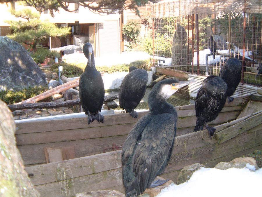 cormorans pêche japon ukai