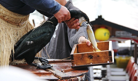 cormorans pêche japon ukai